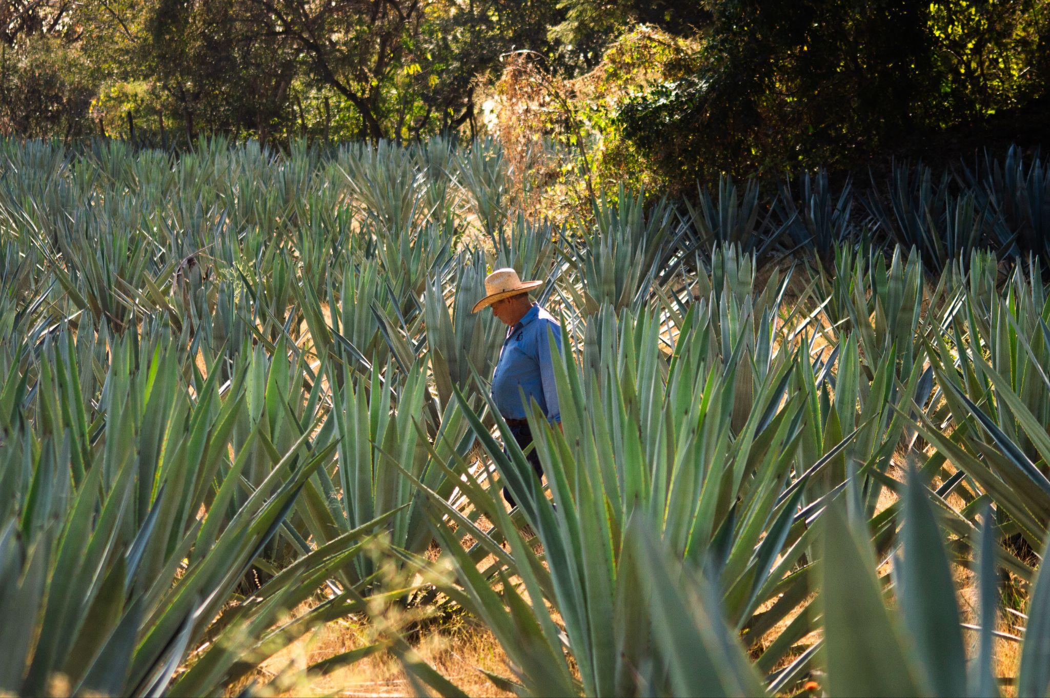 Master Mezcalero Chavo in the agave fields of Mezcal Argato