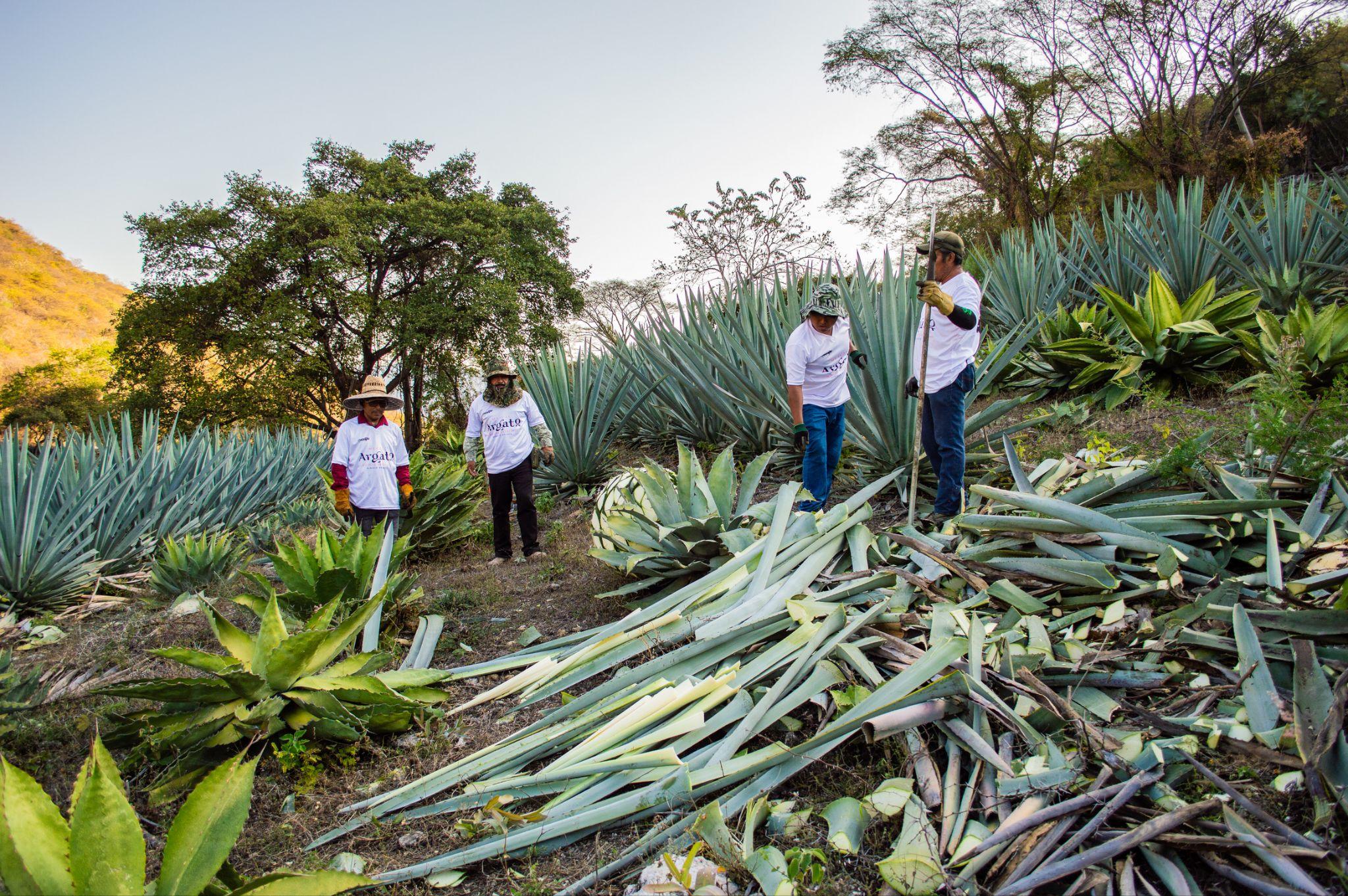 Agave fields stretching across the hillside in Guerrero, Mexico