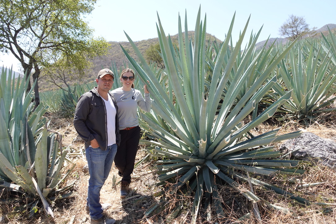 Agave fields on the Landa family's 300+ acre estate in Guerrero
