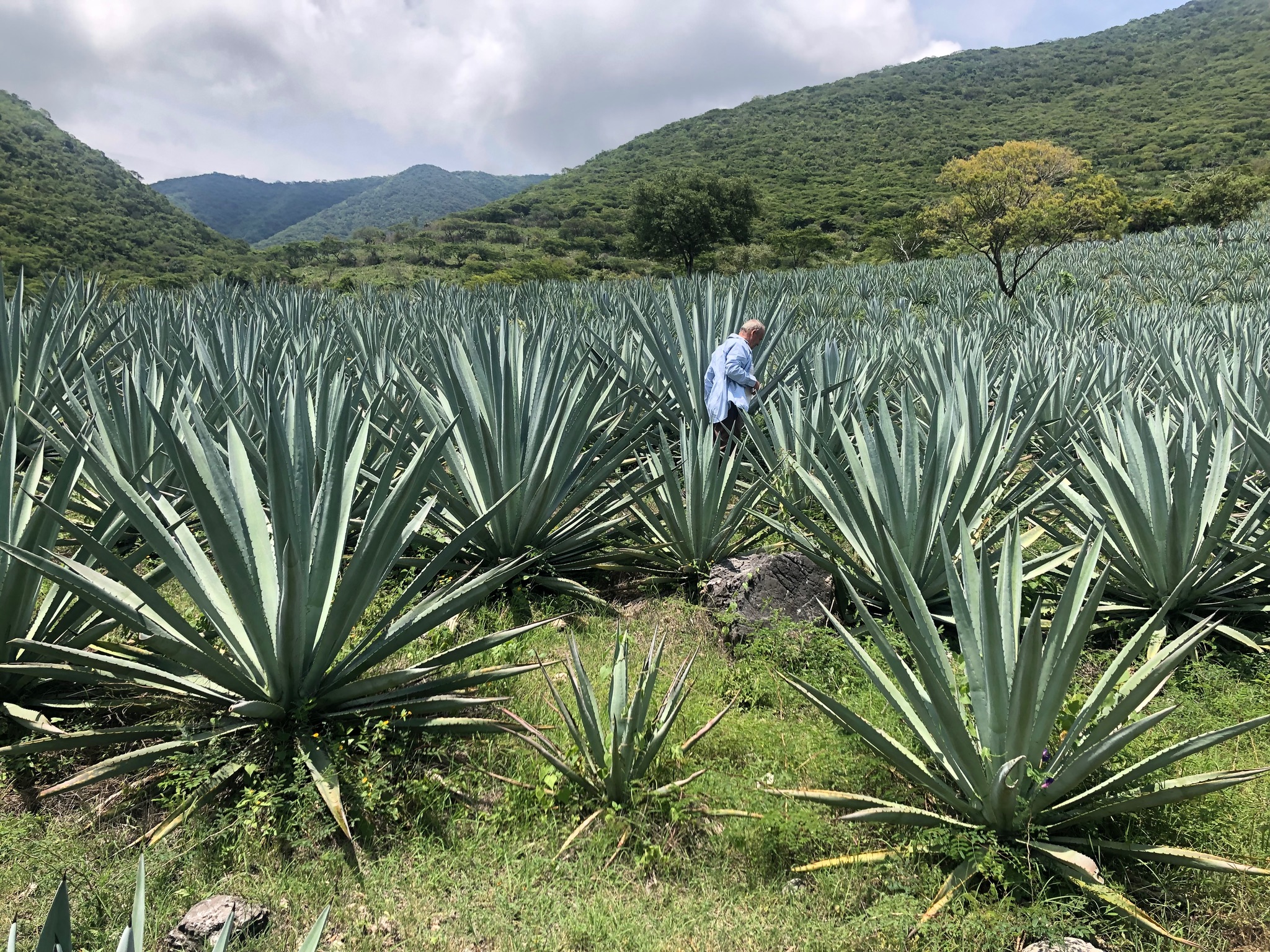 Mario Uribe Lopez tending agave plants in the Mezcal Argato estate